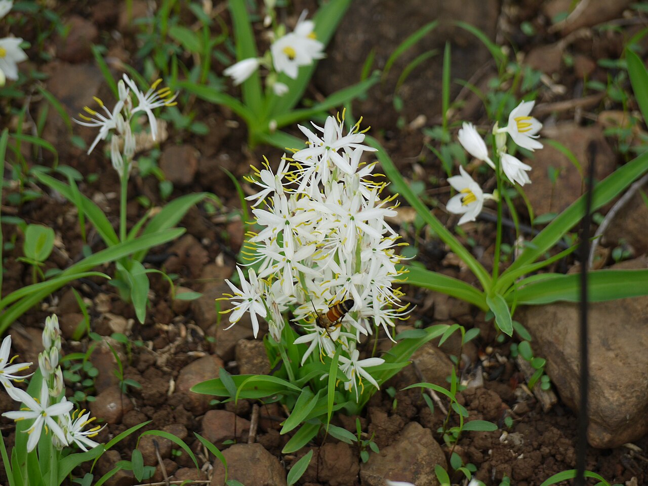 Daruhaldi